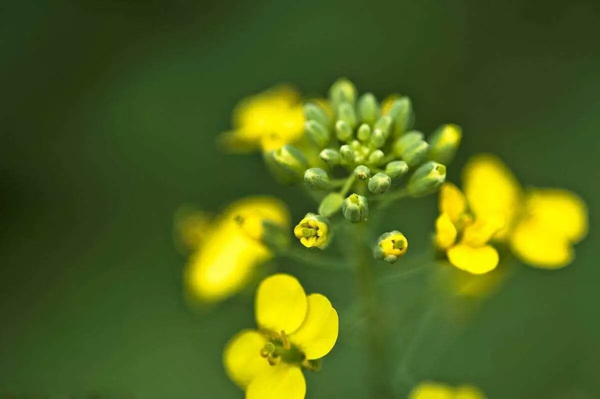 各国的国花有哪些,各国的国花及其象征意义