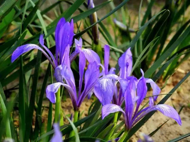 鸠歌湾，大北山怀里的“小江南”