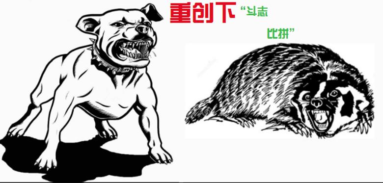 斗犬之王比特犬对上非洲二哥鬣狗,平头哥蜜獾比特