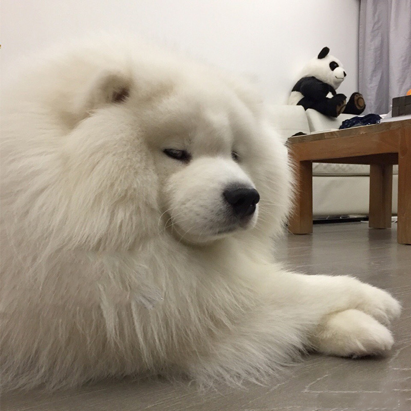 狗狗的日常护理与驯养内容简介,狗狗秋季护理常识