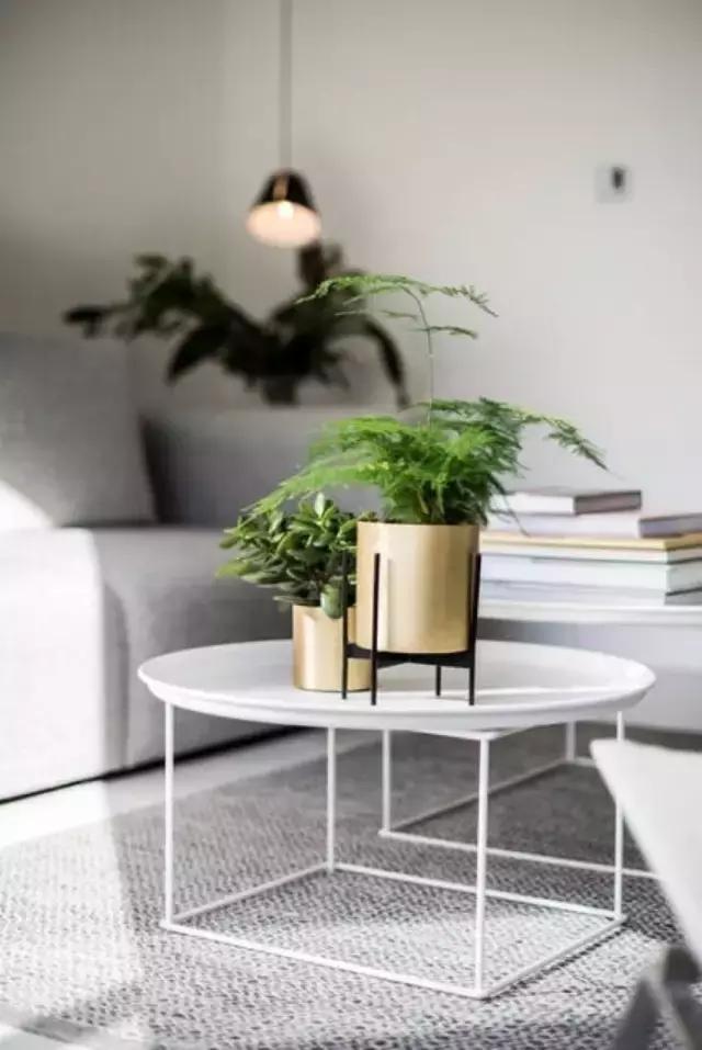 花卉摆放位置有讲究,风水上可以招财的花卉植物