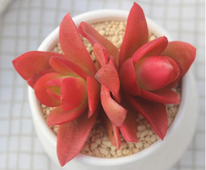 多肉火祭怎么养才能火红色,多肉火祭怎么养着变绿了