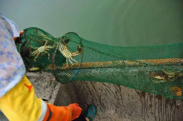 正宗阳澄湖的蟹多少钱一只,正宗澄湖蟹多少钱一只