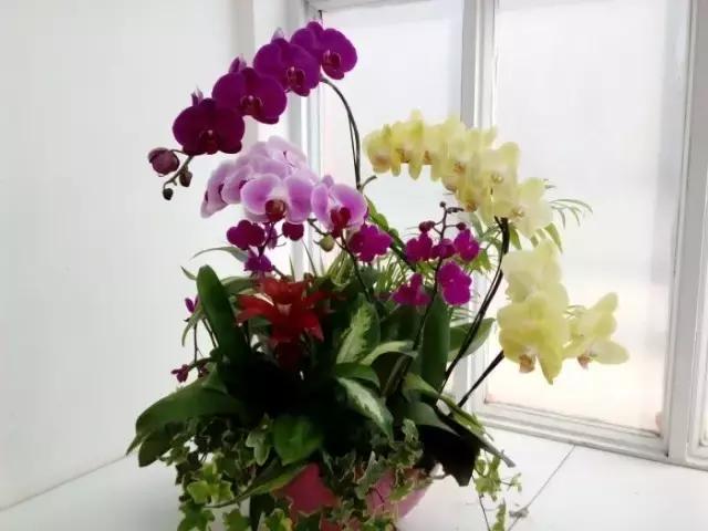 花卉摆放位置有讲究,风水上可以招财的花卉植物