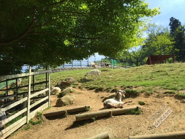 碉堡｜日本关西深度游最详细攻略！体验全日本最美的小渔村，吃嗨