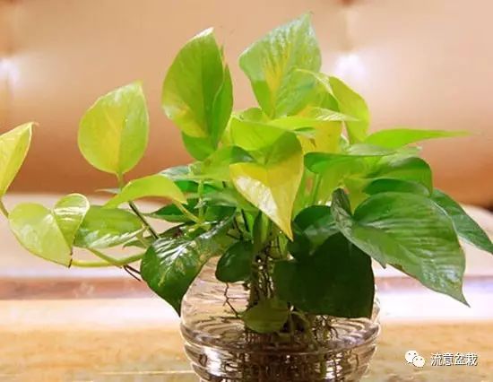 绿萝水培转土养应注意什么,绿萝水培转土培成功率最高的方法