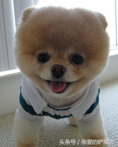 比较萌的大型犬萌狗排行榜,十大最萌的小型犬