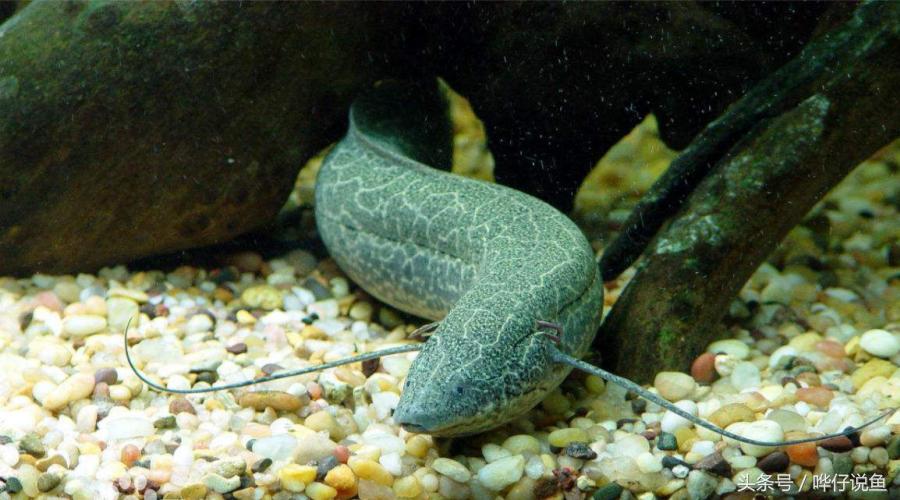 盘点鱼缸里罕见的七大怪兽，够胆你就养一条！