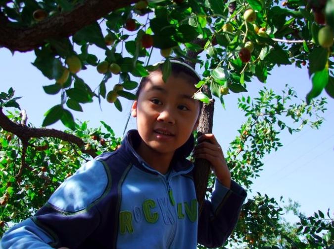 农村的大枣都熟了，一竹竿子打下来无数美味