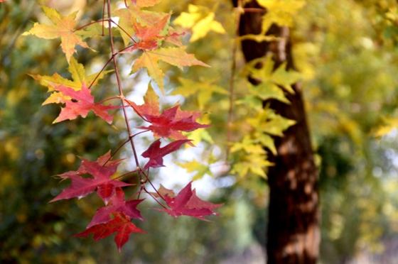 共赏美景愉悦心情,共赏大自然美景