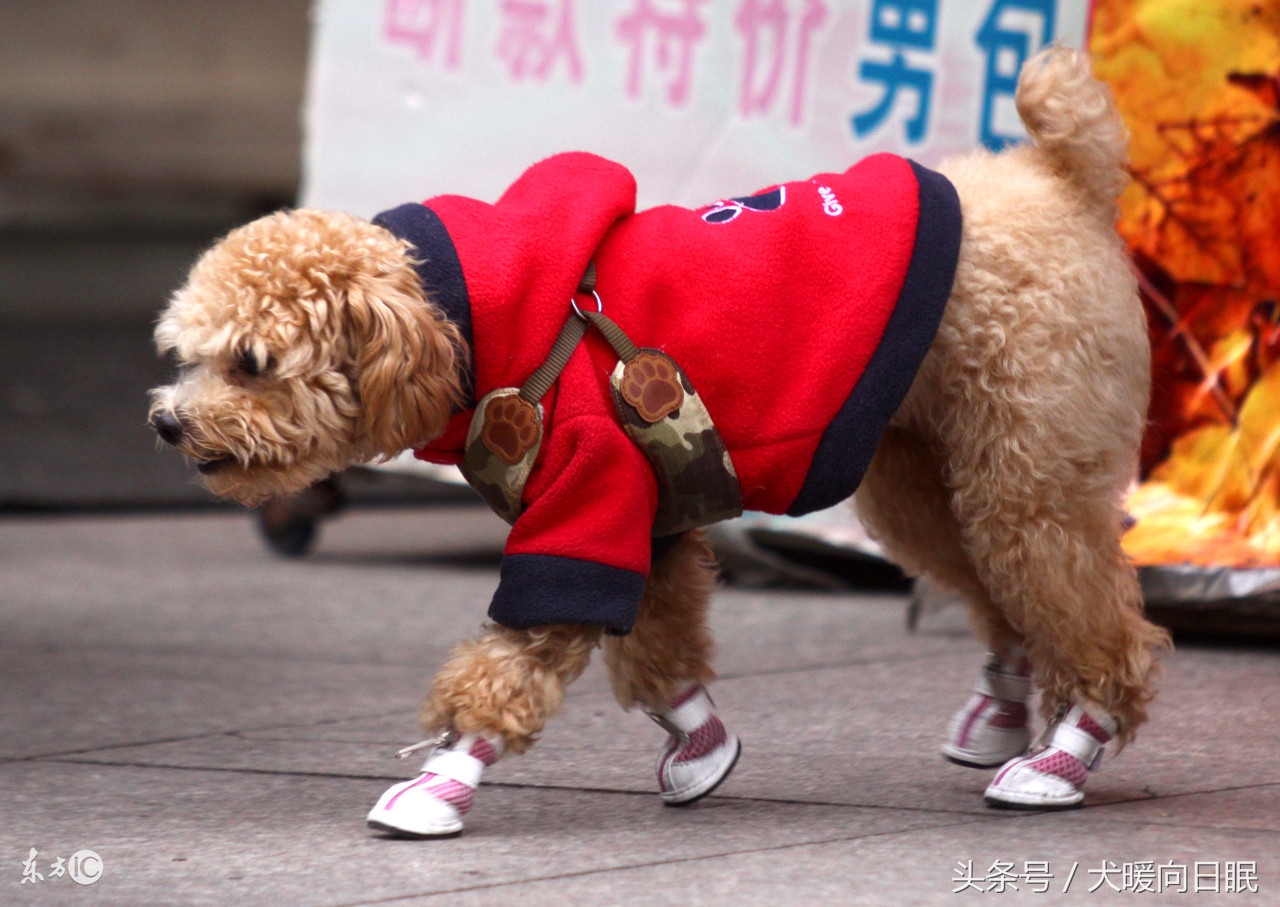 铲屎官比较想知道的狗狗问题,作为一个铲屎官你有这样的想法吗