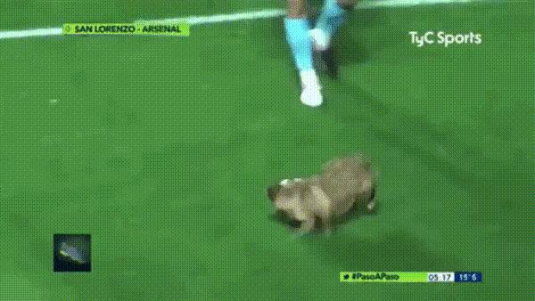 足球比赛小狗挡球,足球联赛狗狗抢球