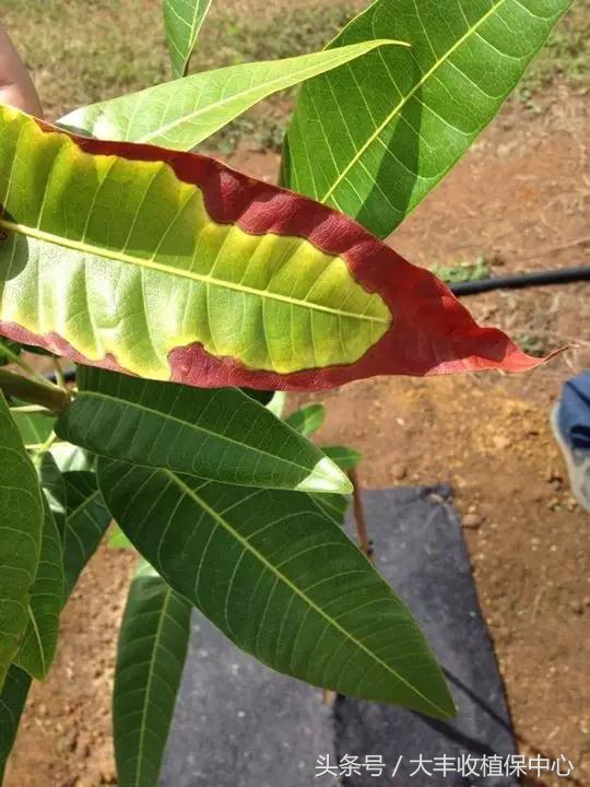 芒果控梢叶片发黄什么原因,芒果枝枯病的原因及治疗方法