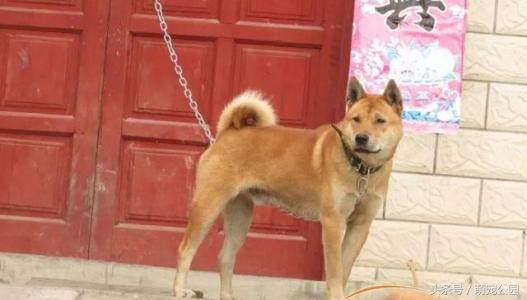 中华田园犬是秋田犬的祖先,中华田园犬日本犬历史