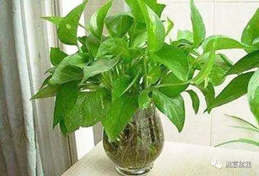 绿萝水培转土养应注意什么,绿萝水培转土培成功率最高的方法