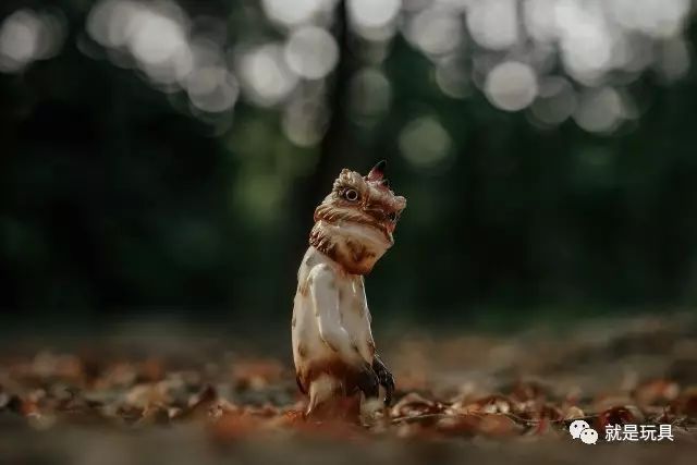 “森林”，一只在梦里旅行的温柔怪兽
