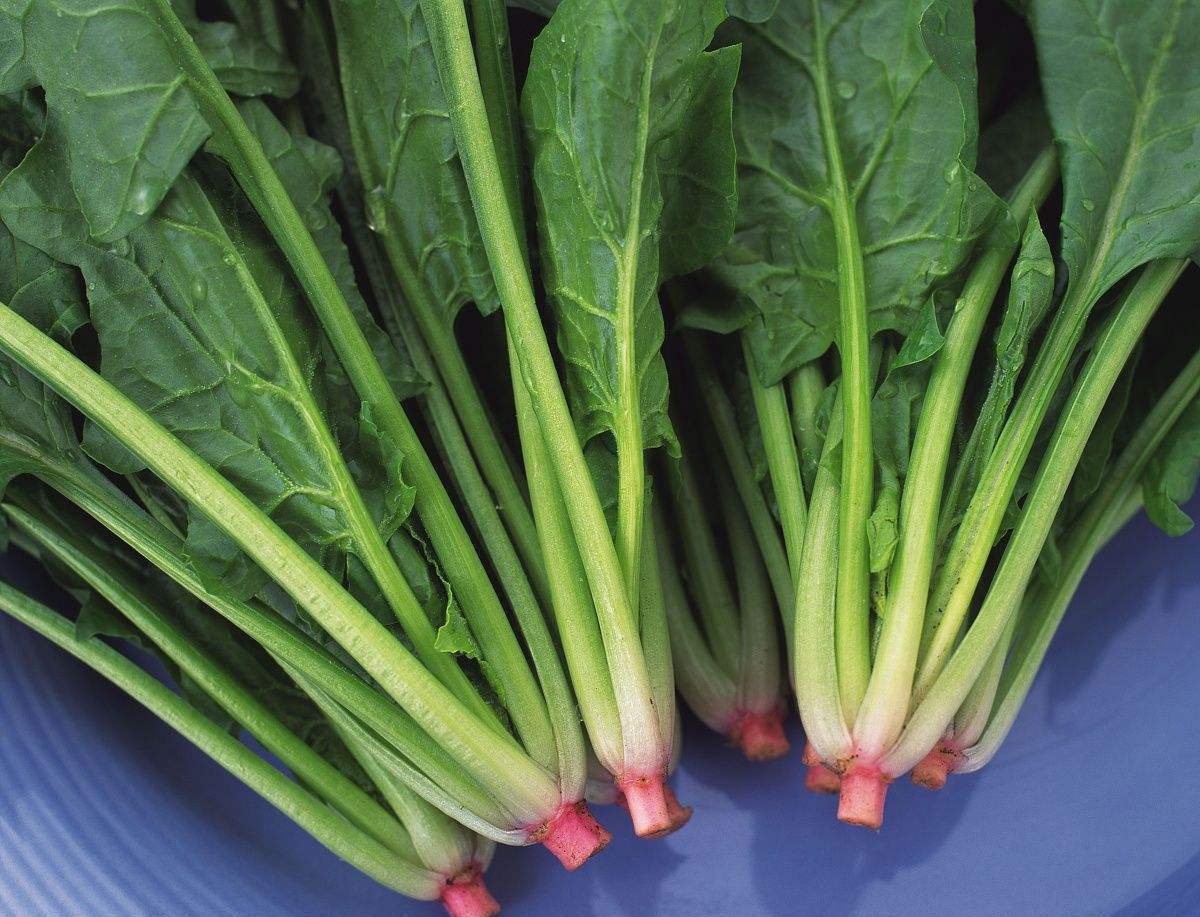 女生经期贫血吃什么药,女性经期贫血吃什么粥