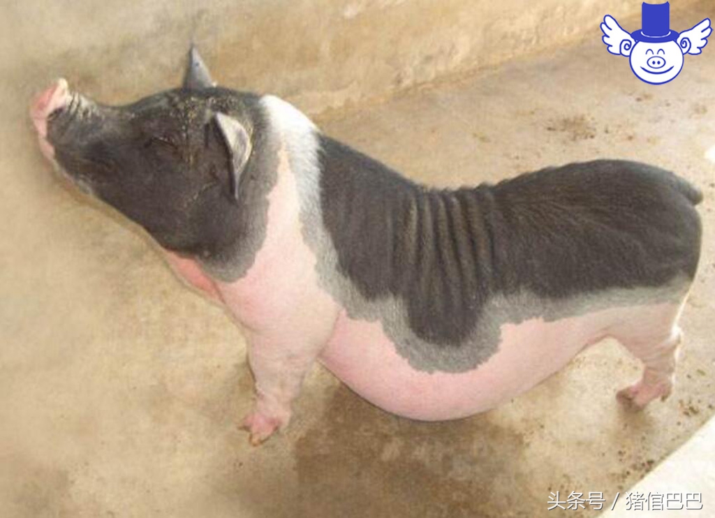 猪场标准水源,猪场用水原则