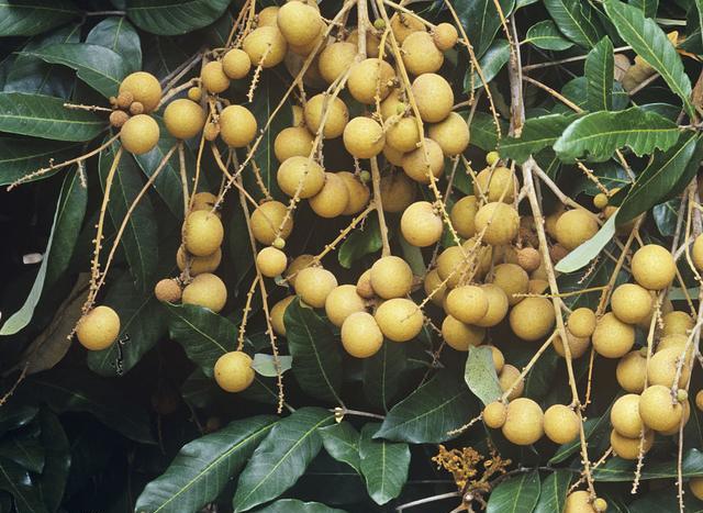 女生经期贫血吃什么药,女性经期贫血吃什么粥