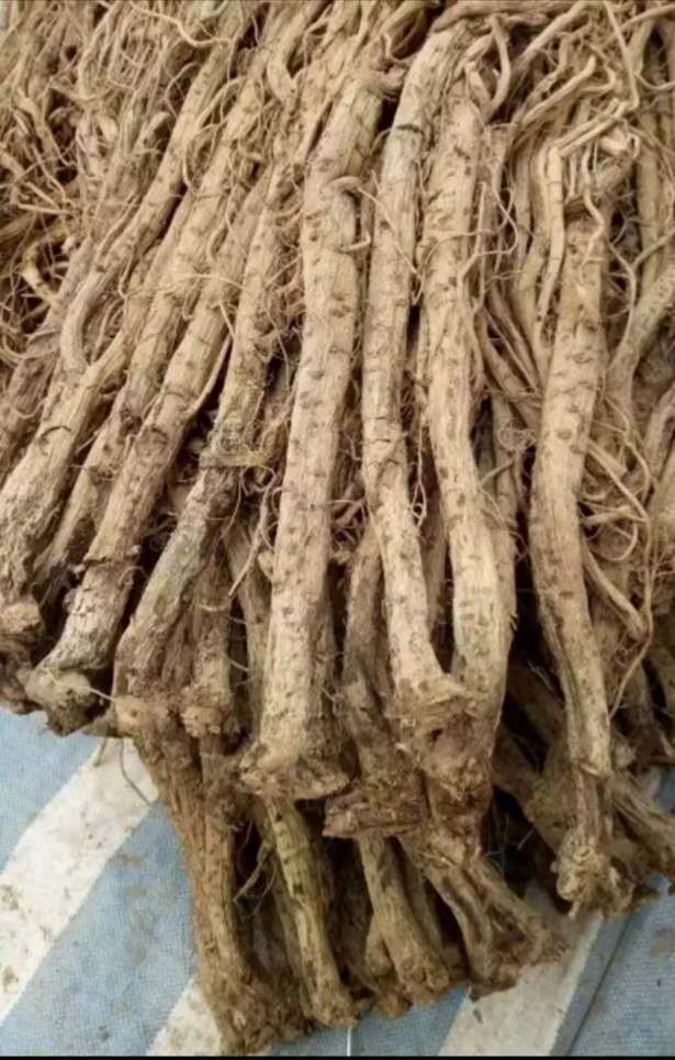 中药牛膝种植时间和方法,种植中药材牛膝技术视频