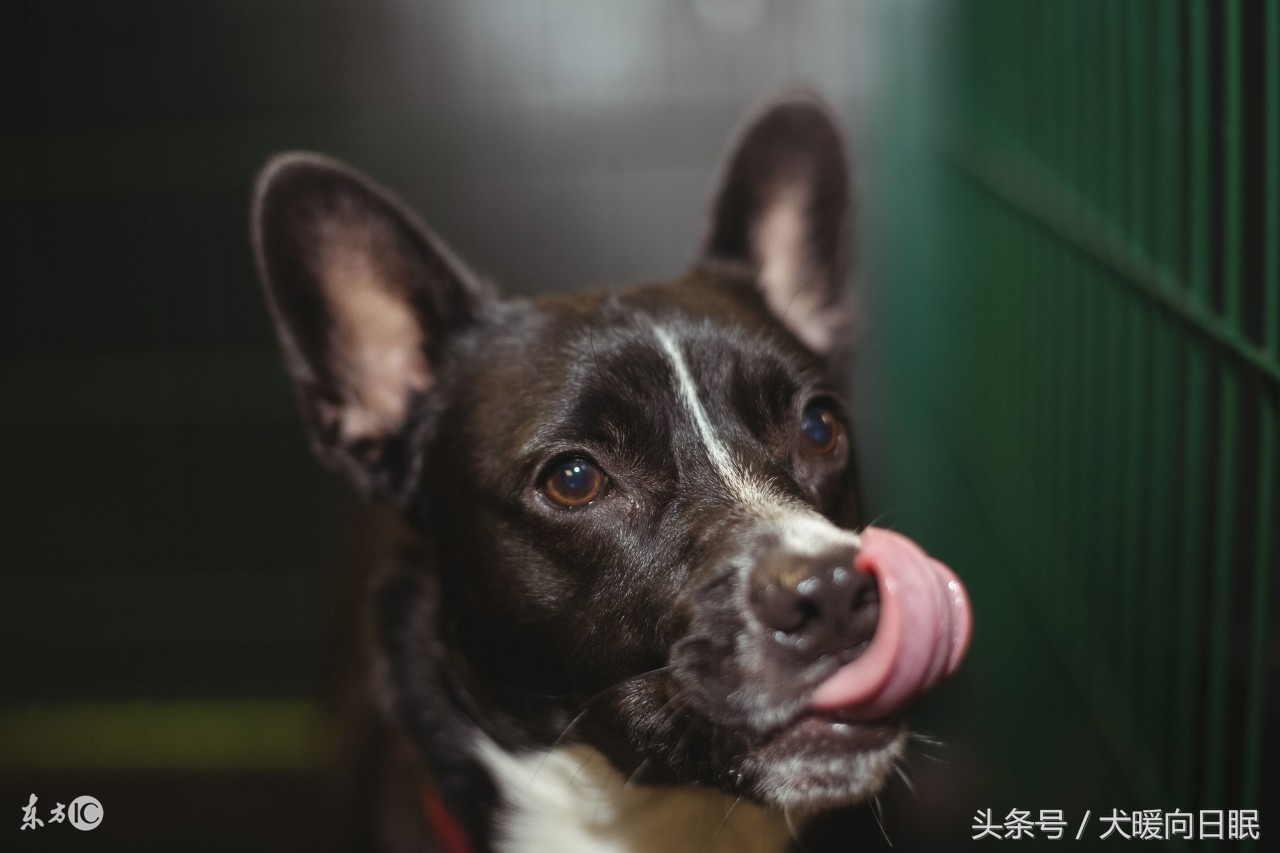 铲屎官比较想知道的狗狗问题,作为一个铲屎官你有这样的想法吗