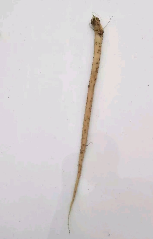 春牛膝的高产栽培技术,牛膝一亩地栽培多少棵