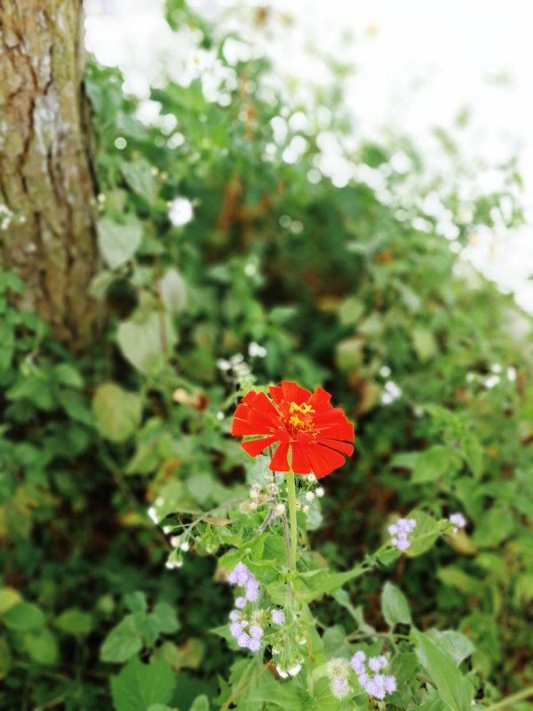 横县茉莉花之乡中华茉莉园,欢迎来到广西横县茉莉花之乡