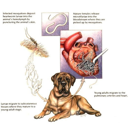犬寄生虫病用什么药,犬心丝虫病怎么驱虫
