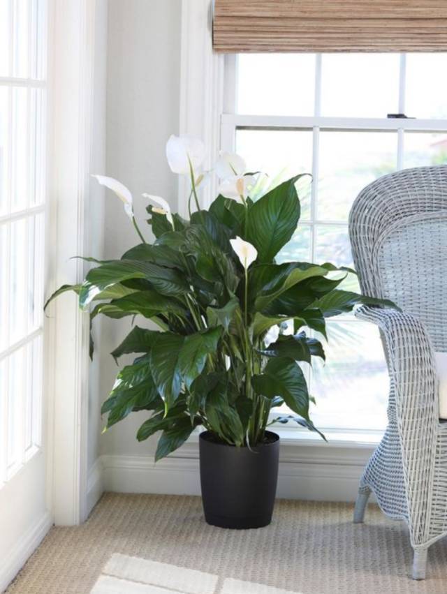 室内吸毒植物养护,能吸毒的盆栽植物有哪些