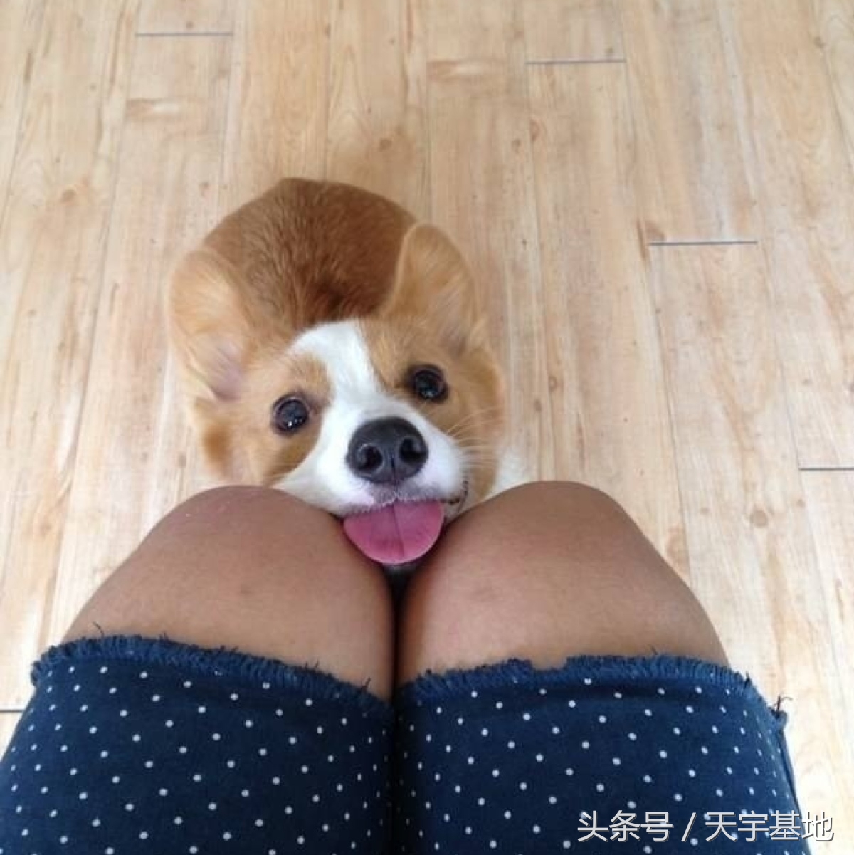 柯基意外怀孕生下五只不同小狗,柯基被带回老家怀孕后续