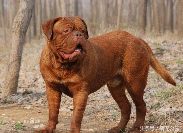 比特属于禁养犬吗,比特犬禁养国家名单