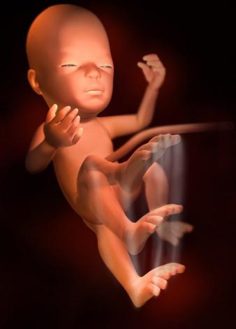 这组高清3D图，带你了解胎宝宝1-40周生长发育全过程