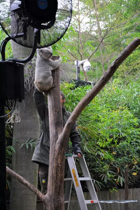 广州长隆野生动物园吃东西攻略,广州长隆野生动物园吃喝攻略