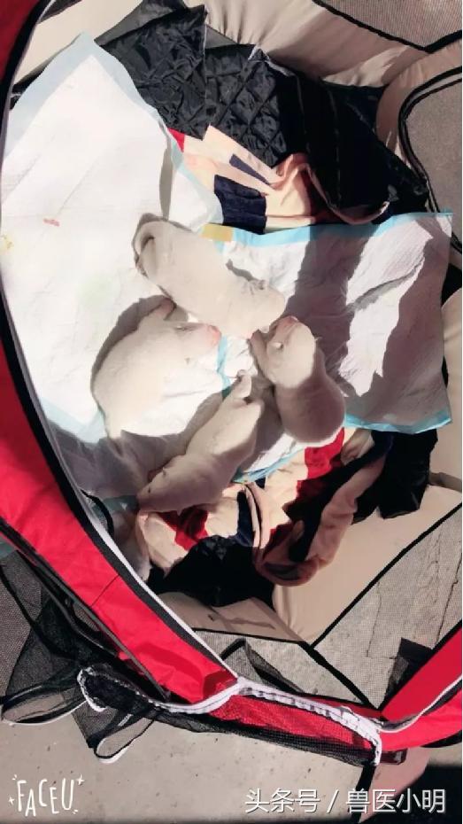 颜值最高的萨摩耶,萨摩耶在犬界的颜值