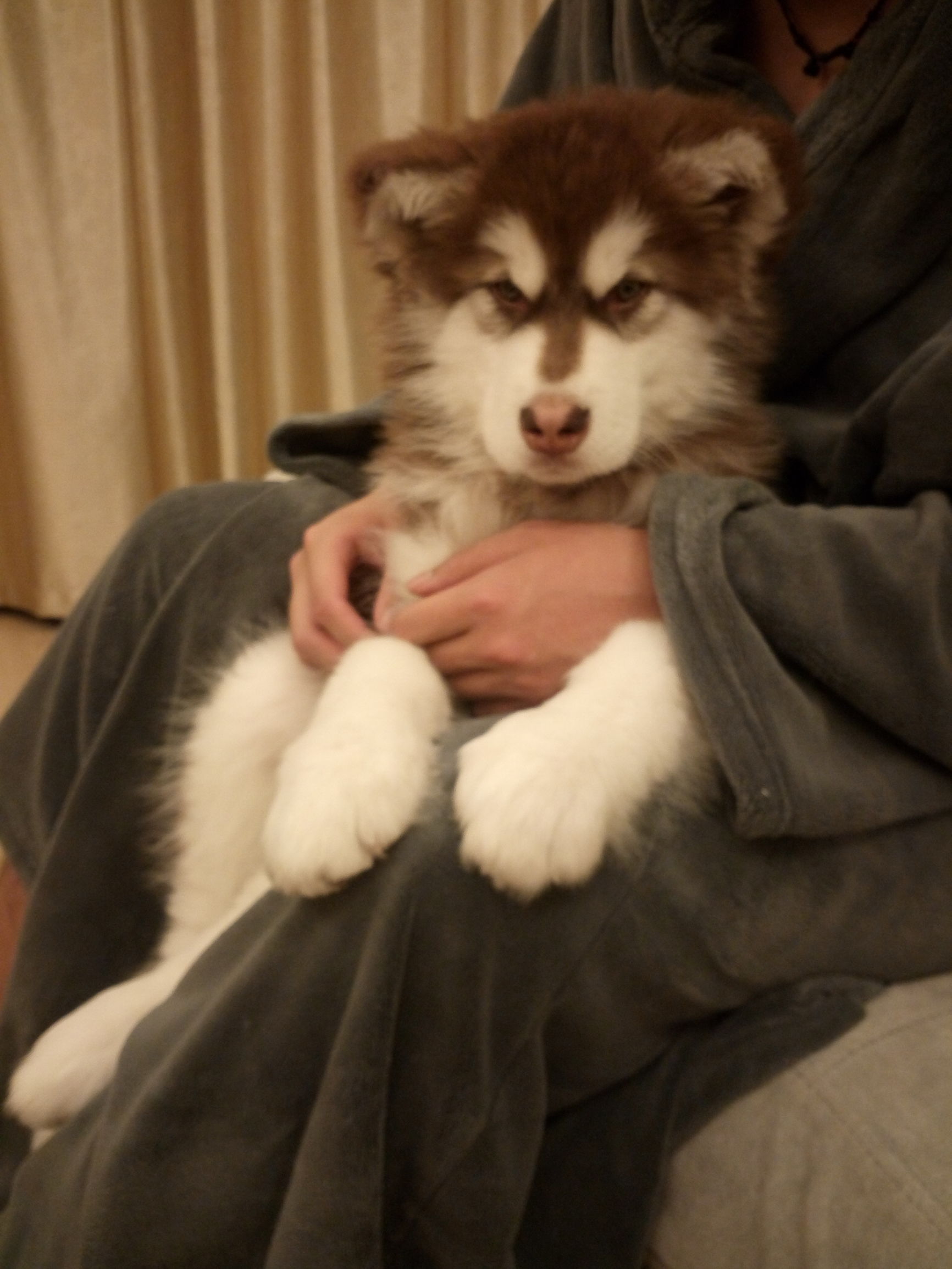 博美犬得了犬瘟怎么治疗,犬瘟和冠状最快的治疗方法