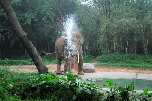 广州长隆野生动物园吃东西攻略,广州长隆野生动物园吃喝攻略