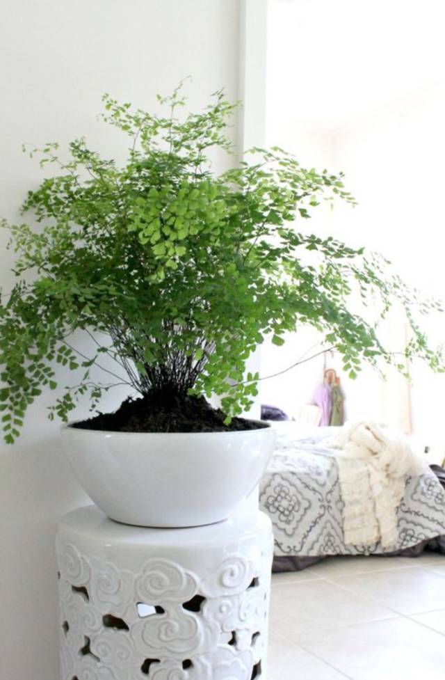 室内吸毒植物养护,能吸毒的盆栽植物有哪些