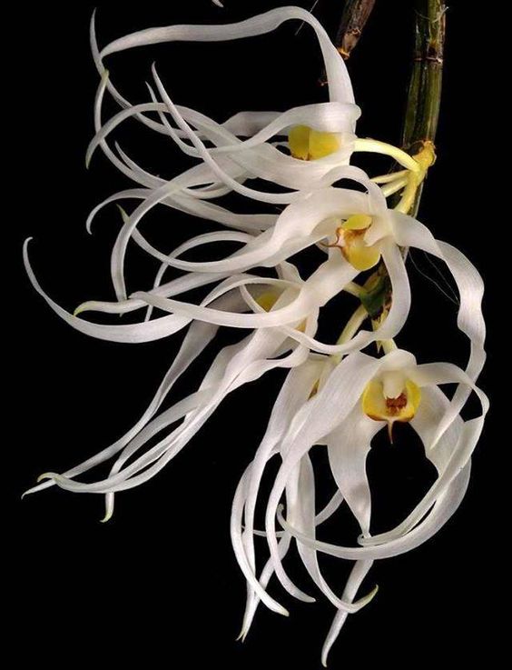 兰花寓意坚强象征着高洁傲骨之风,兰花代表怎样的高洁品质