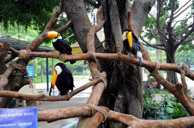 广州长隆野生动物园吃东西攻略,广州长隆野生动物园吃喝攻略