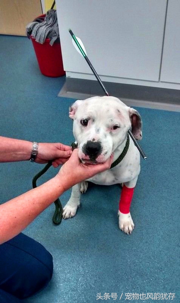 狗被弩射中走到身边求救,宠物狗头部被咬伤送医院