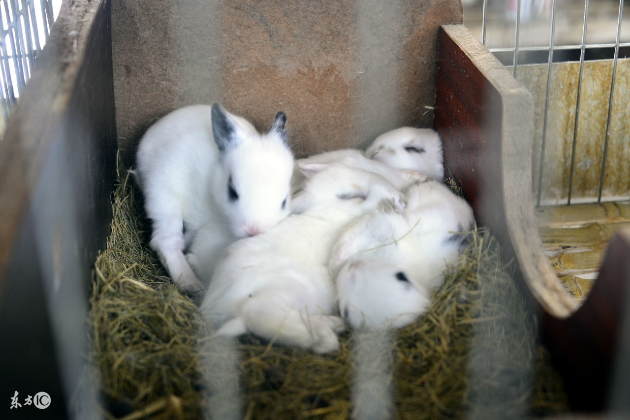 在农村里有什么好赚钱的项目,农民做什么才能快速致富