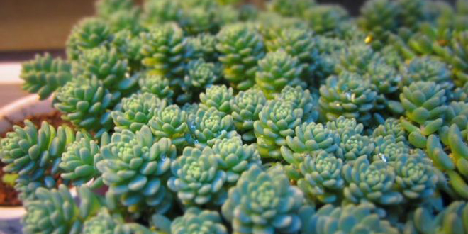 大型姬星美人多肉,姬星美人多肉配土