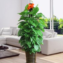 小叶绿萝是什么样,小叶绿萝变大叶绿萝过程