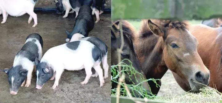 成都周边农场推荐,成都周边最有特色的农场