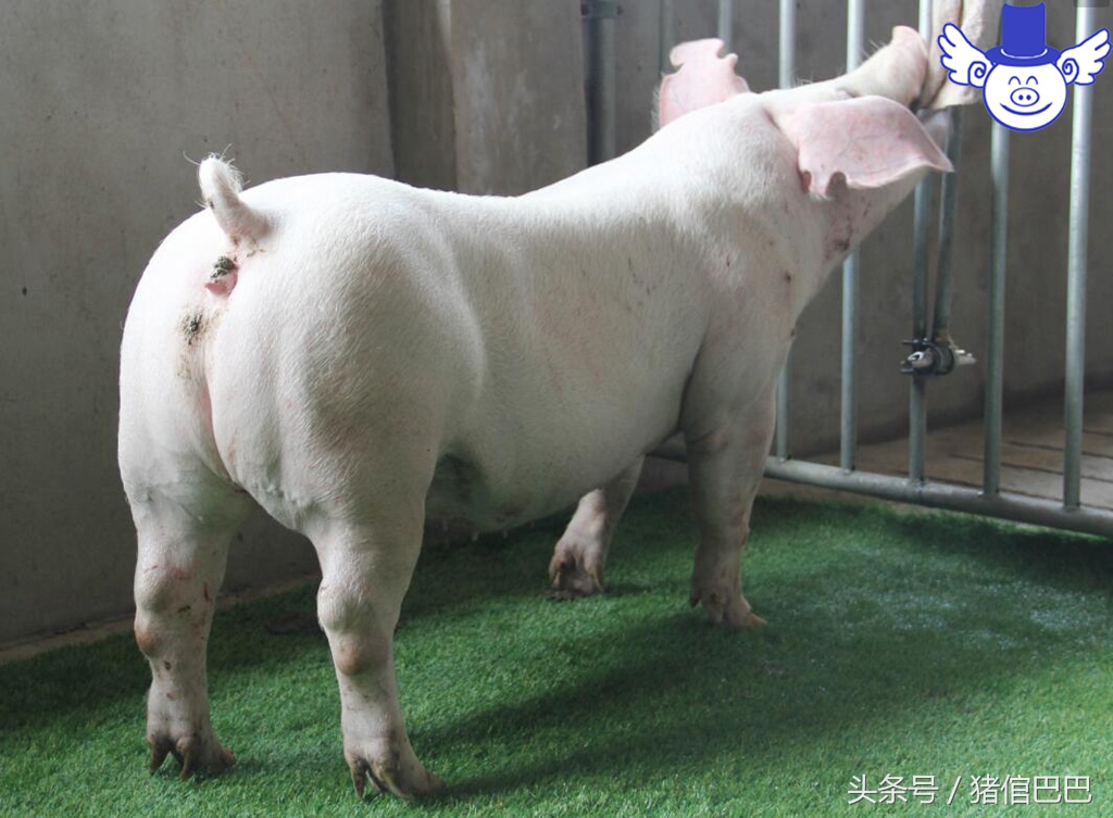 初产母猪分娩困难怎么办？你该学会科学的助产方法！