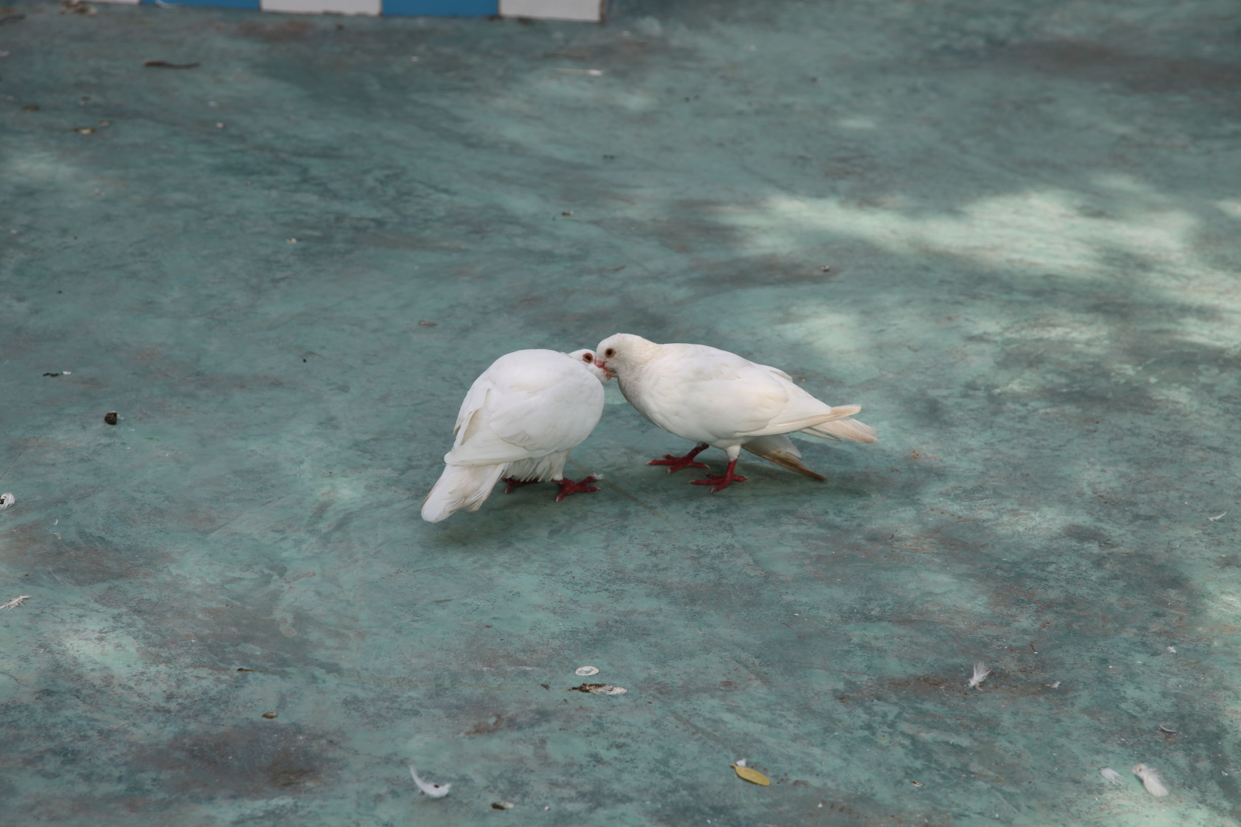 广州南沙百万葵园好不好玩,广州南沙百万葵园门票多少钱