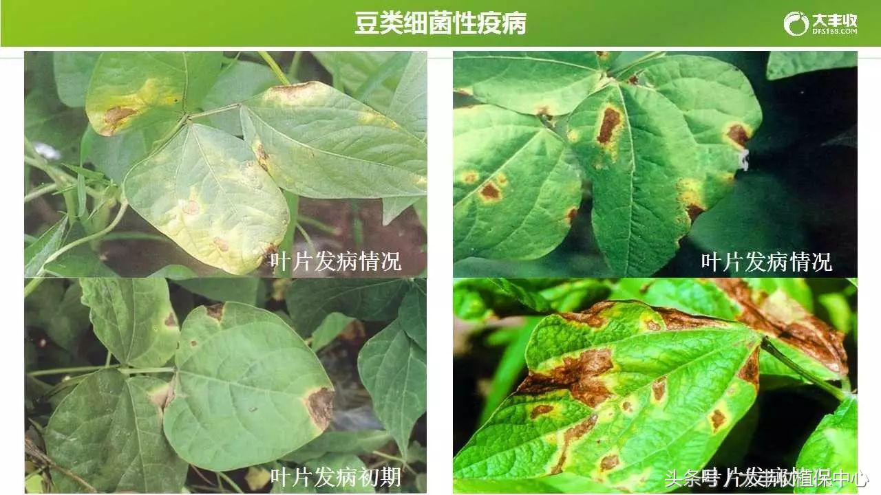 豆类容易得的病,荷兰豆类病害图解大全