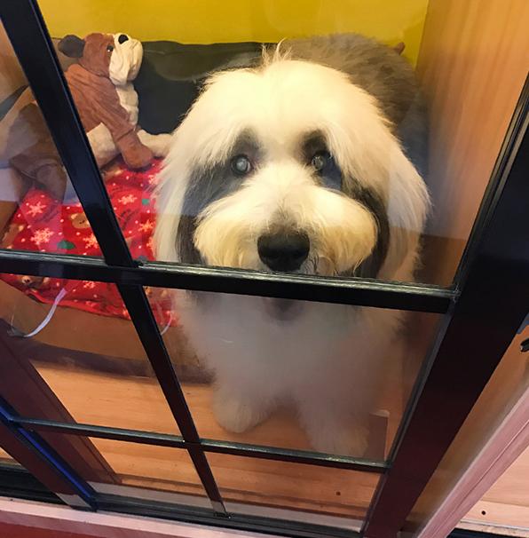 道格队长丨狗狗的行为纠正27期丨告诉你狗爱舔人的原因及纠正方法