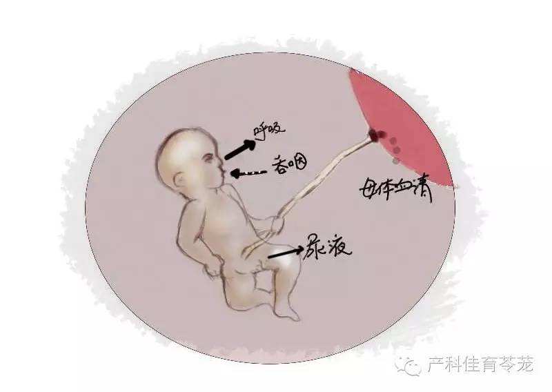 羊水过多是胎儿泌尿系统不正常吗,后期羊水过多的原因和危害