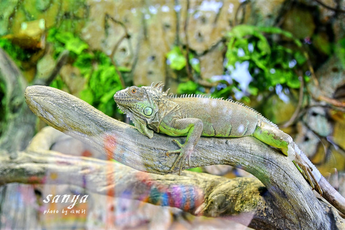 天堂很远中国很近,天堂很远扎西尼玛